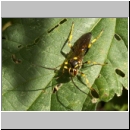 Hepiopelmus variegatorius - Schlupfwespe 01b 20mm fdet02.jpg